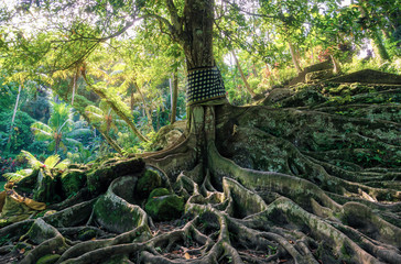 Arbre sacré à Bali en Indonésie