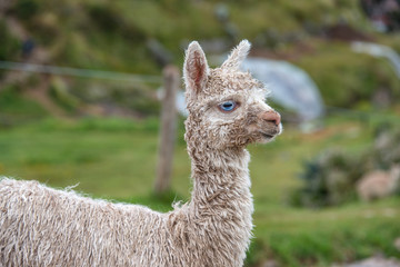 Obraz premium Cute baby alpaca in Cusco (Peru)