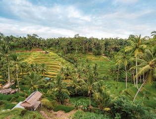 Fototapeta na wymiar Terrasses de Riz de Tegallagang à Bali en Indonésie