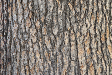 Pine tree bark texture with beautiful pattern - obrazy, fototapety, plakaty