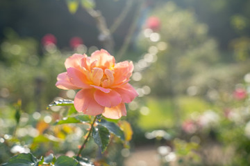 A pink rose at a park in Japan in the Autumn season