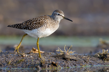 Wood sandpiper walks rapidly on damp soil near lake shore in spring