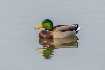 Obraz premium close-up colorful male mallard duck (anas platyrhynchos) swimming