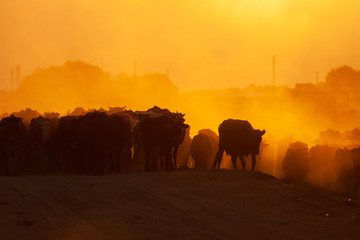 herd of cows on a road in a village at sunrise