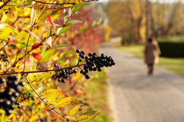 Exceptional colors of autumn. Romantic blurry fall background with woman silhouette on the way to the park. Colourful shrubs - red and yellow leaves and black berries.