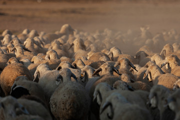 flock of sheep at sunrise