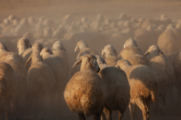 flock of sheep at sunrise