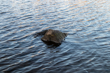 rock peaking out of water