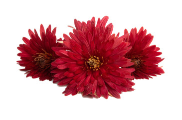 red chrysanthemum isolated