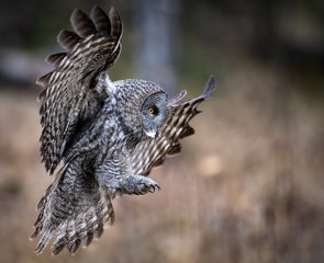 Fototapeta premium Great Gray Owl in Alberta Canada