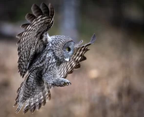 Poster Great Gray Owl in Alberta Canada © Harry Collins