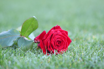 Rote Rose