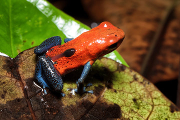 Beautiful and colorful macro image of a blue jeans poison dart frog (Oophaga pumilio) carrying a...