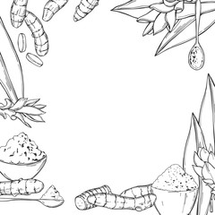 Vector background with hand drawn spiceTurmeric.