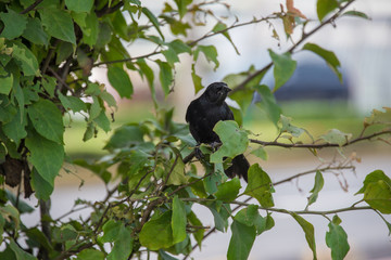 Black raven eating a worm in Lima