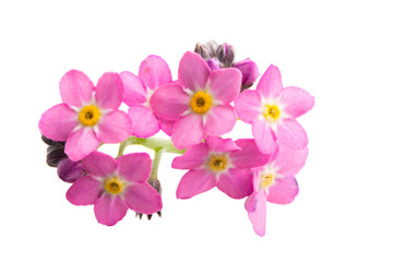 pink forget-me-nots isolated