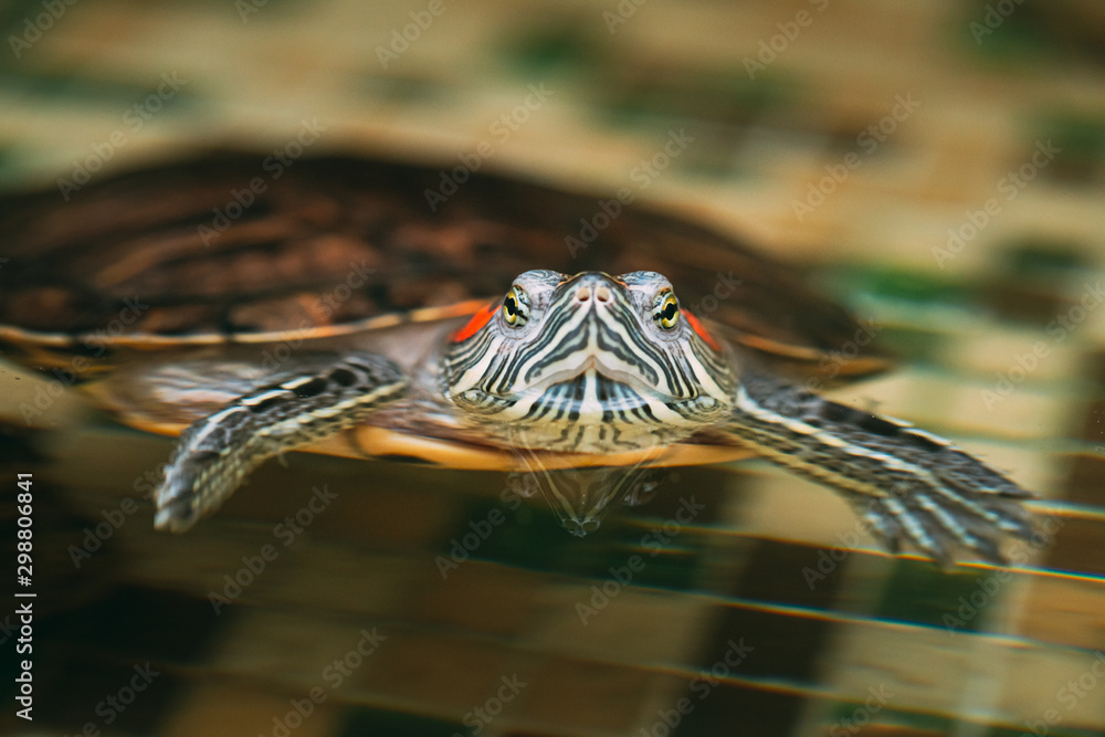 Wall mural small red-ear turtles swiming in pond