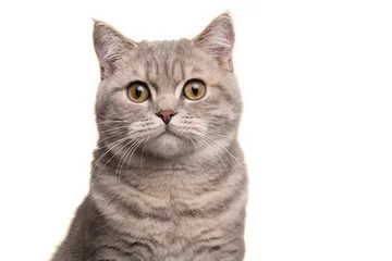  Portrait of a silver tabby british shorthair cat looking at the camera isolated on a white background © Elles Rijsdijk