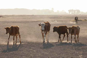 Obraz premium cows in the countryside