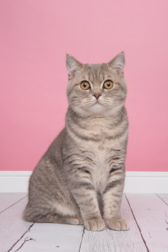 Pretty sitting silver tabby british shorthair cat looking at the camera sitting in a pink living room setting in a vertical image