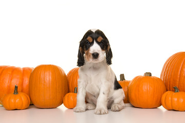 Cute basset hound puppy sitting between a row of orange pumpkins on a white background looking at...