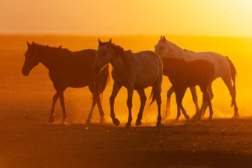 Fototapeta na wymiar herd of horses at sunset