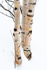 Three trunks of birches spring from the snow. Their bark draws delicate patterns