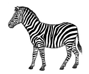 Drawing of Zebra. Sketch of African mammal Equus quagga, black and white illustration - obrazy, fototapety, plakaty