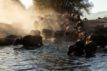 water buffalo crossing a pond at sunset