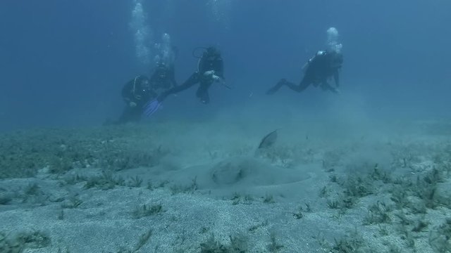 Group of scubadivers looks at on Stingray hunts on the sandy bottom on blue water background. Сowtail Weralli Stingray (Pastinachus sephen) Underwater shot, Red Sea, Egypt