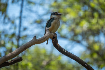 Sacred kingfisher in a tree 