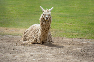 Obraz premium Cute alpaca is walking in Ollantaytambo (Peru)