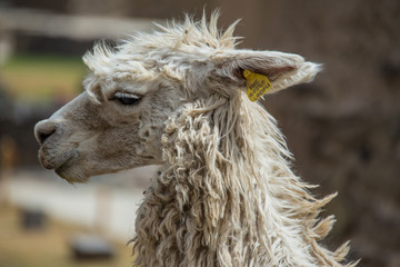 Cute alpaca is walking in Ollantaytambo (Peru)