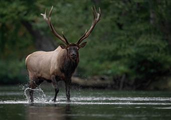 Bull Elk 