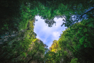 Heart shaped photography of sky in the rainforest. Nature background.