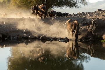 water buffalo crossing a pond at sunset