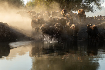 Obraz na płótnie Canvas water buffalo crossing a pond at sunset