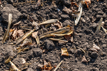 Cultivated soil on field