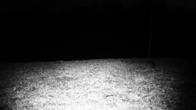 Two House Mouses (Mus Musculus) Run Jump and Fight in a Meadow in the Night. Nature Animals FullHD Video.
