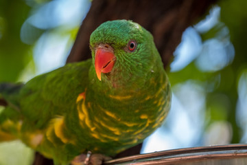 Scaley breasted lorikeet in a tree 