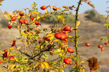 Ripe briar fruits