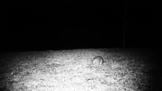 House Mouse (Mus Musculus) Smells and Walks in a Meadow in the Night. Nature Animals FullHD Video.