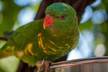 Scaly breasted lorikeet in a tree 