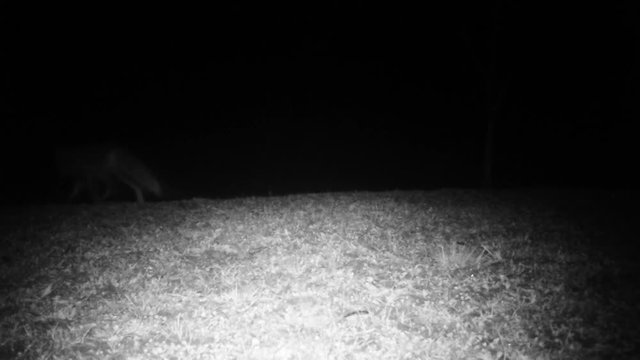 Red Fox (Vulpes Vulpes) Looks at the Camera and Walk Away in the Night. Nature Animals FullHD Video.