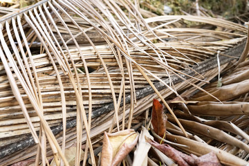 Brown dry coconut leaf fall