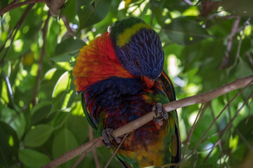 Rainbow lorikeet cleaning in a tree 