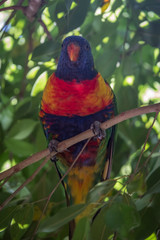Rainbow lorikeet in a tree 