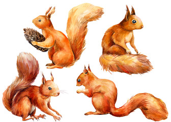 set of squirrels on an isolated white background, watercolor illustration, forest clipart - obrazy, fototapety, plakaty