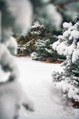 Beautiful winter landscape with snow covered trees