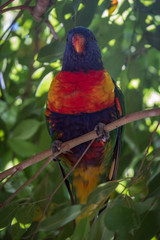Rainbow lorikeet in a tree 